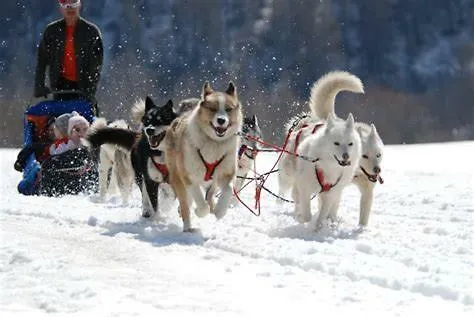 La Grande Ourse De Romeu Font-Romeu-Odeillo-Via